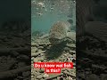 Glad you didn't live 330million years ago, bcoz Rhizodus wud have absolutely ruined your beach day
