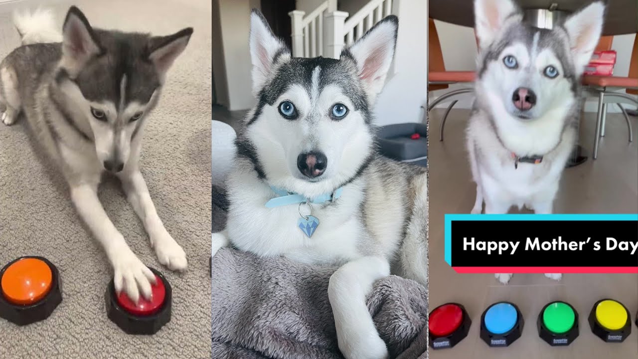 Sapphie The Pomsky TikToks 2023 - Funny Dog TikTok Videos Compilation