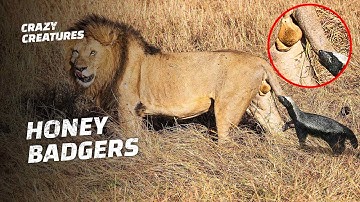 Honey Badgers Don