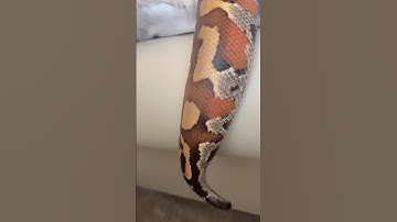 Large Blood Python