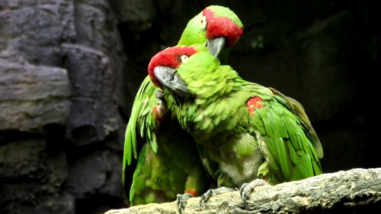 Thick Billed Parrot | Rhynchopsitta pachyrhyncha | Cincinnati Zoo 