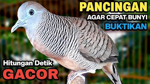 Perkutut Lokal Gacor RAJA PIKAT Ahlinya Bikin Semua Burung Perkutut Gacor Nyaut.