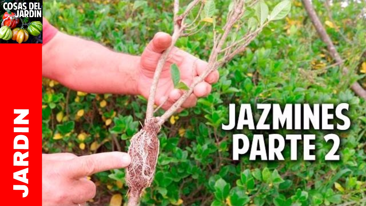 Cómo reproducir Jazmín o Gardenia por esquejes Parte 2 @cosasdeljardin -  YouTube