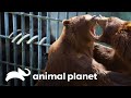 ¡Los osos tienen manicura! | El zoológico del Bronx | Animal Planet