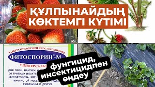 Құлпынайдың көктемгі күтімі | фунгицид, инсектицидпен өңдеу