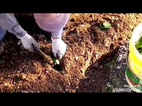 Video: Come coltivare piantine di cetriolo: consigli e tecnologia