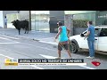 Homem tenta laçar boi no meio da rua em Linhares (31/03/2021)