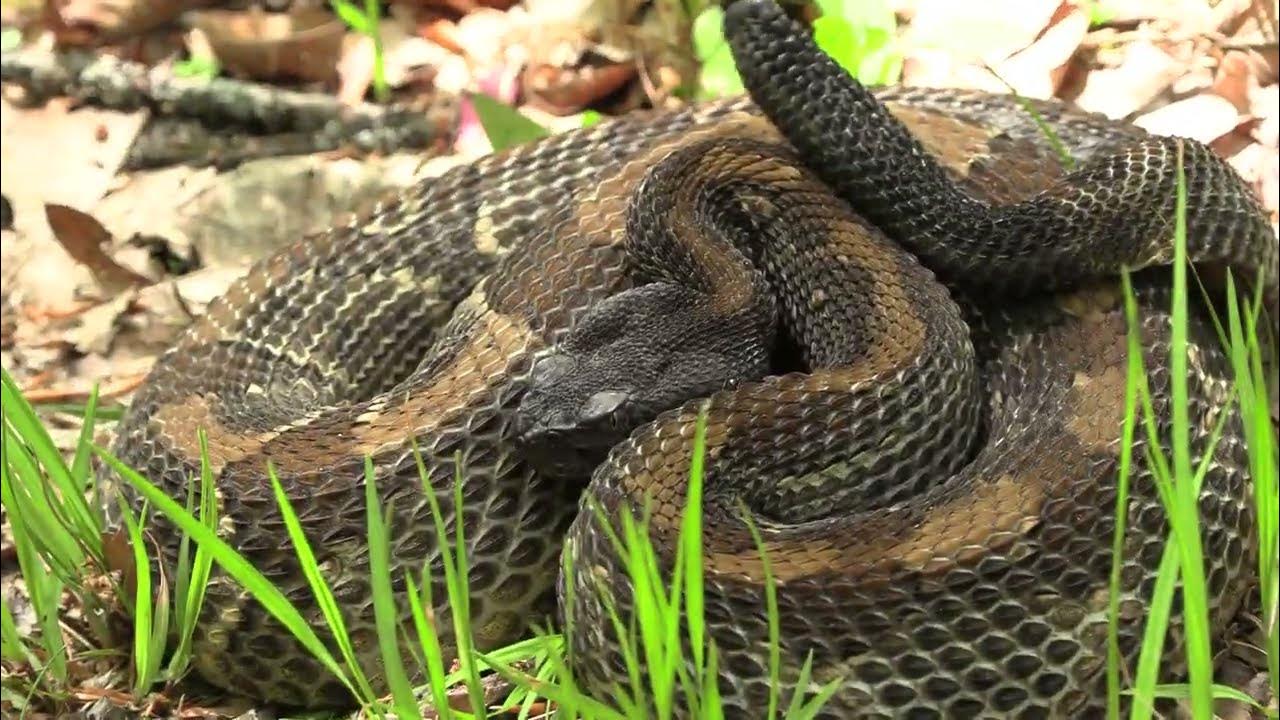 Pennsylvania Rattlesnake Hunting 2023! YouTube