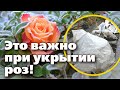 ДВА БЫСТРЫХ СПОСОБА УКРЫТИЯ РОЗ НА ЗИМУ. Советы профессионала