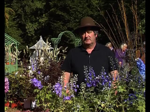 Vidéo: Croissance Des Delphiniums: Reproduction Et Soins