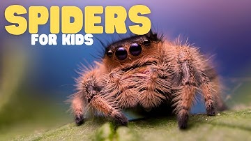 Spiders for Kids | Learn all about these amazing arachnids!