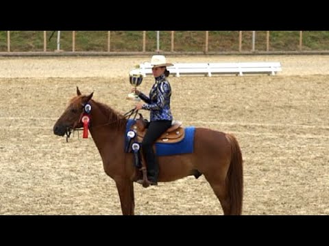Missouri Foxtrotter  3 Gait Performance Class-Equitana Open Air 2019