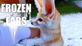 Cute Fennec Fox is HAPPY Playing in SNOW with MOM! by Djinn The Fennec Fox 4,136 views 3 months ago 2 minutes, 22 seconds