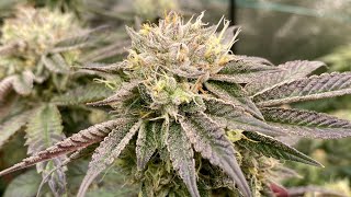 Week 7F: Runtz Muffin, Cherry 18, El Chapo OG, Ayahuasca Purple, 24k Gold