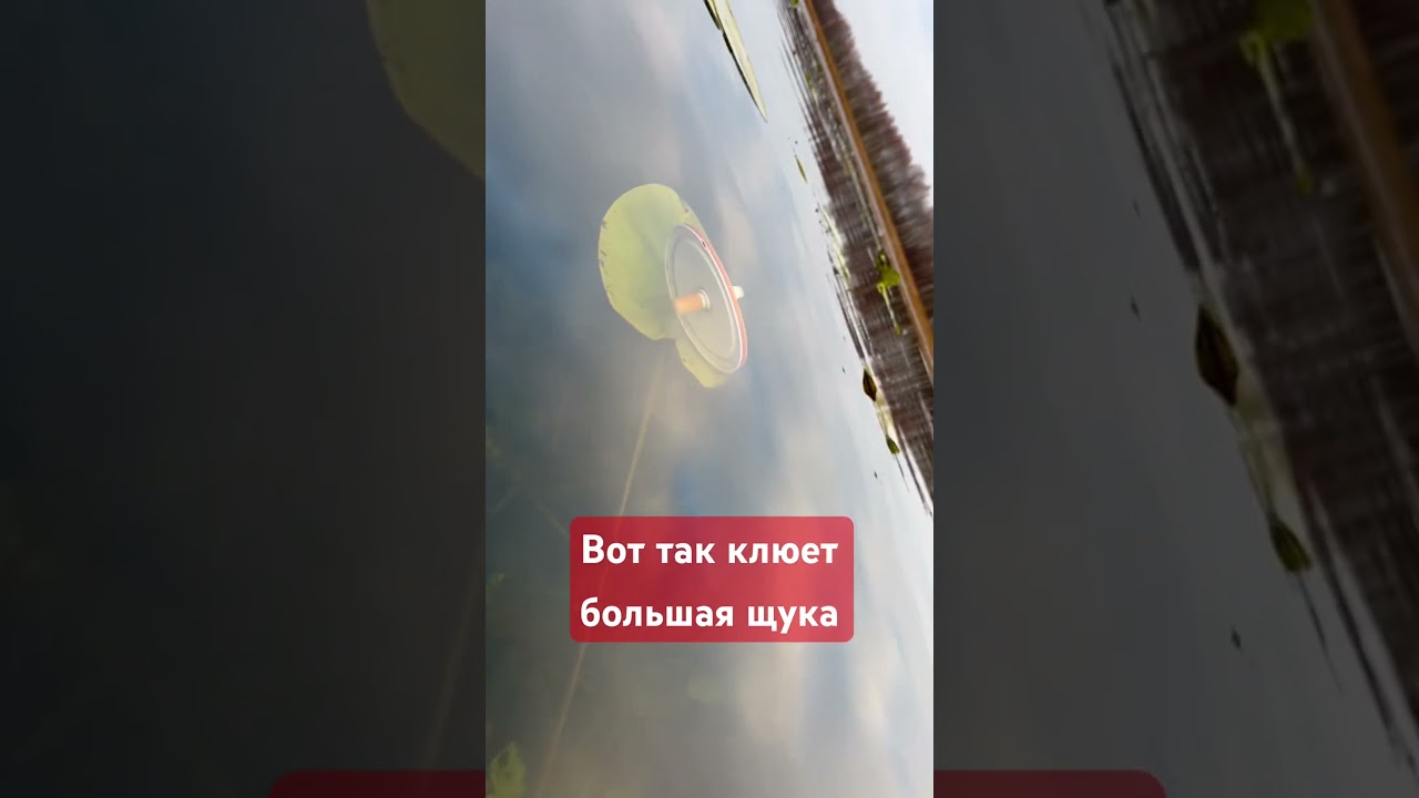 Большая щука утопила круг 