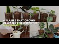 108  updates  top 6 common indoor plants that can grow in water  grow houseplant without soil