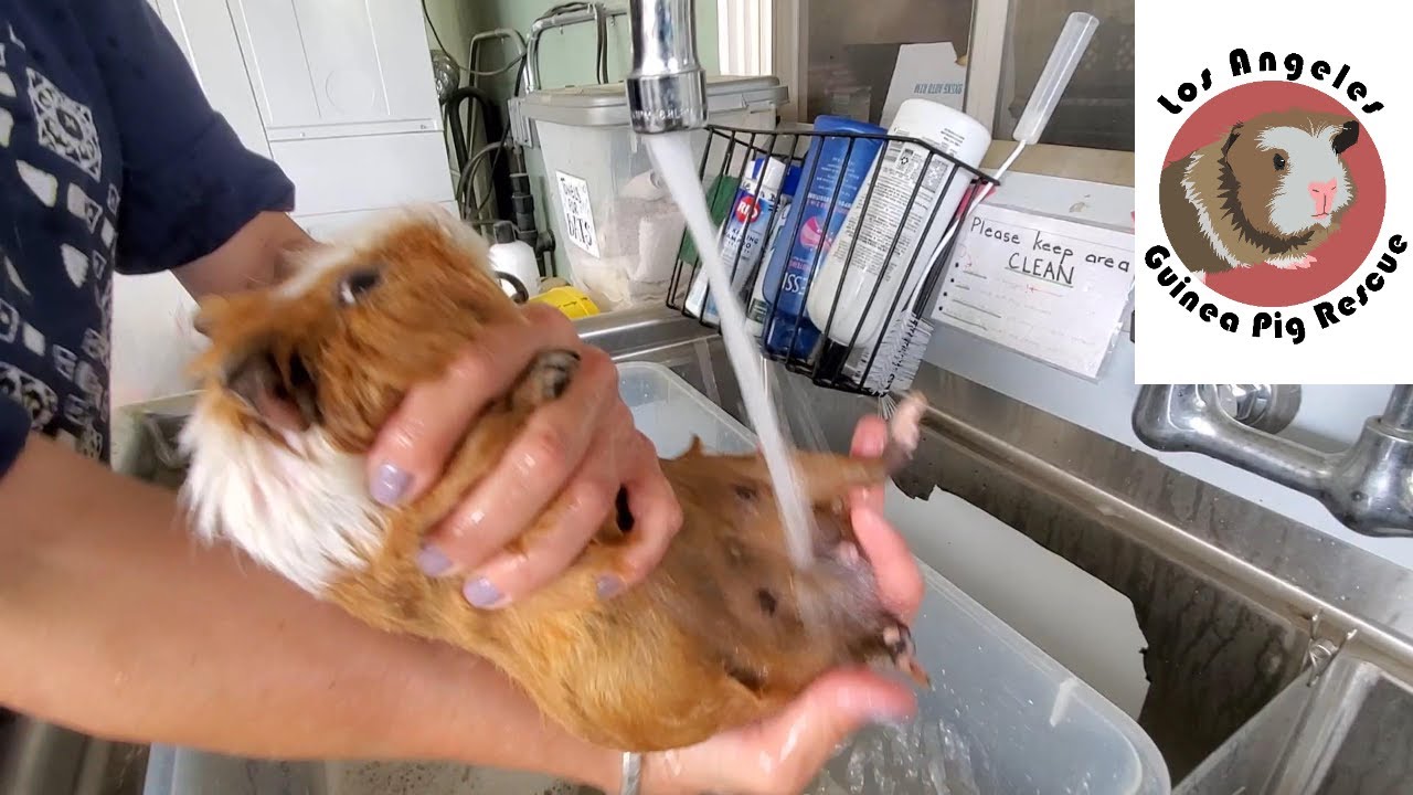 Do Teddy Guinea Pigs Need More Baths?  Why?