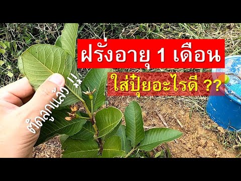 วีดีโอ: ให้อาหารต้นฝรั่ง - จะให้ปุ๋ยต้นฝรั่งอย่างไรและเมื่อไหร่