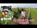 vlog#241 MAY SUMULPOT NG BUNGA ANG KAMATIS+PAGPAPA DEDE SA KAMBING