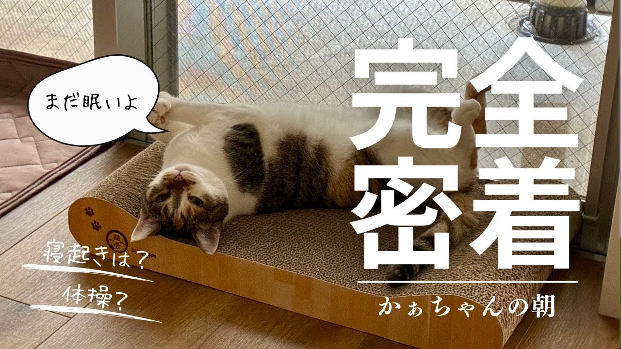▶︎のんびり過ごす猫・アオイちゃんと私の朝｜猫とアラフィフ女【猫Vlog】「アオイちゃんと私」としての初動画です。⚠️丁寧な暮らしはしていません。