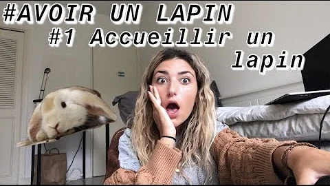 Comment adopter un lapin bélier ?