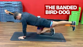 Band ISO Bird-Dog