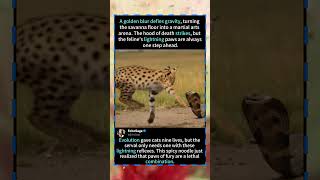 KUNG FU CAT! Incredible Serval vs. Cobra Standoff!#Serval #Wildlife #NatureIsMetal #CatVsSnake
