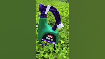 We’re testing the top 4 weed killers  so you don’t have to!