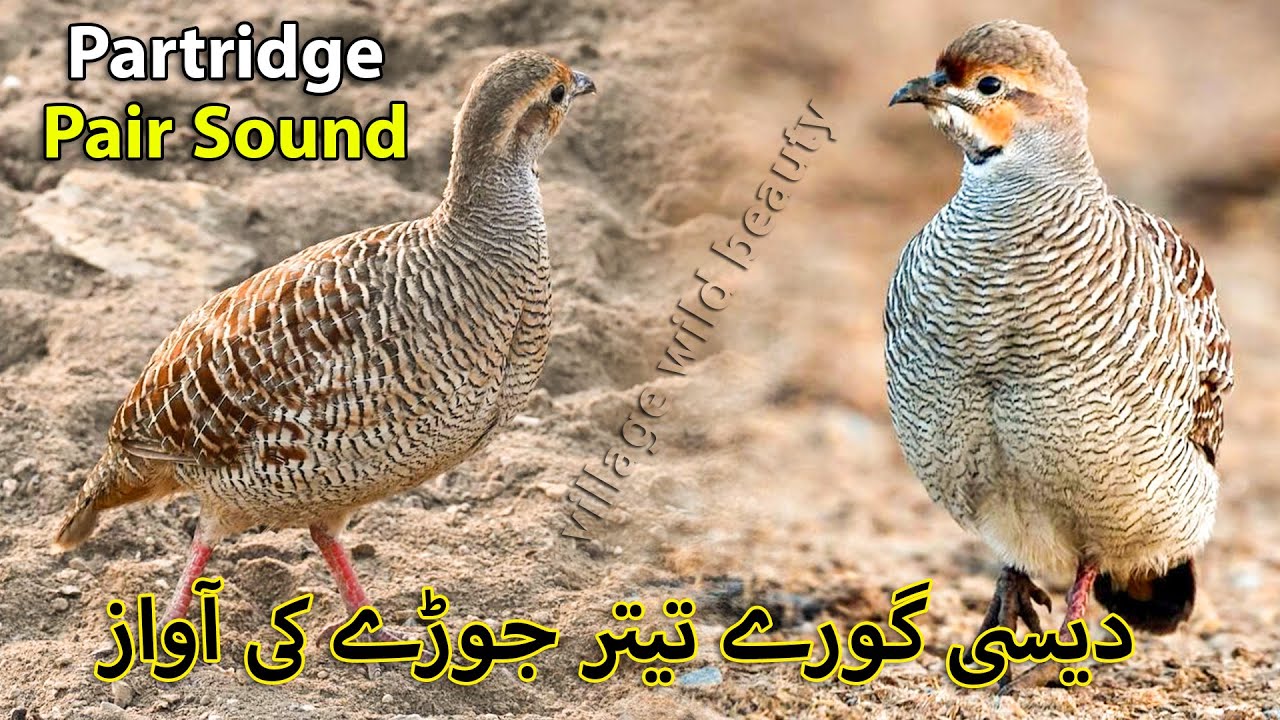 Desi Grey Teetar Jorry ki Awaz | Female Partridge Sound | Grey Francolin Female & Male voice