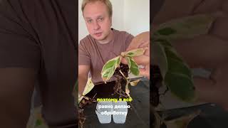 Новые листы дают хорошую надежду 💚#растения #комнатныерастения #plants #комнатныецветы #калатея