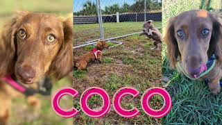 Dog Vlog ACD (Show us what you got)