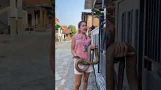 Cemong Is Surprised to See Vebby Introduce Massa to the Neighbors! #shortvideo #shorts #snake Cemong Is Surprised to See Vebby Introduce Massa to the Neighbors! #shortvideo #shorts #snake