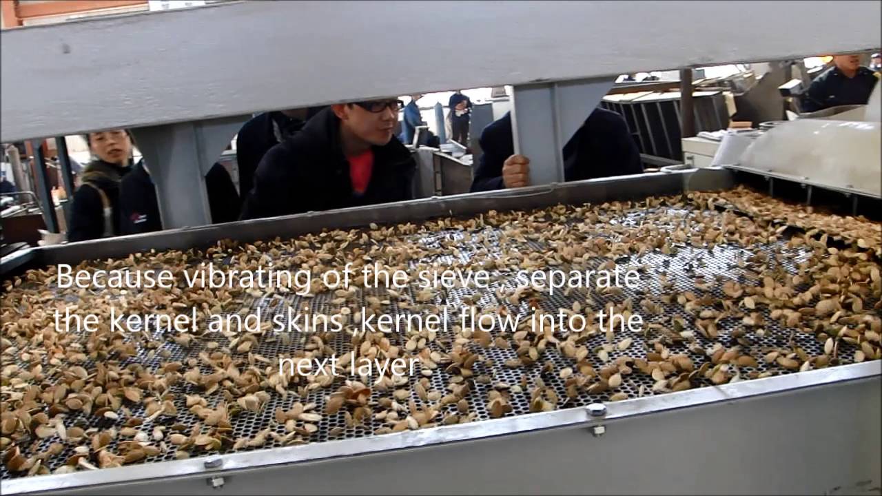 Special introduction for the pumpkin seeds peeling part YouTube