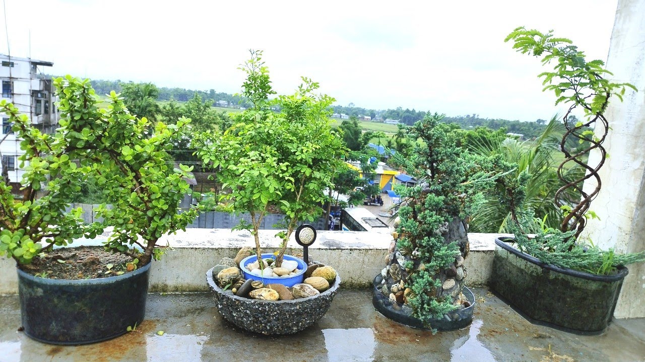 Bonsai plant YouTube