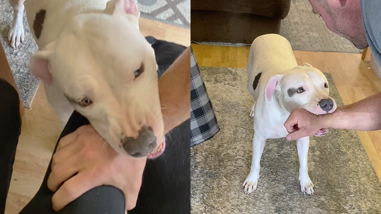 Loyal Dog 'Protecting' his Owner || Best Viral Videos