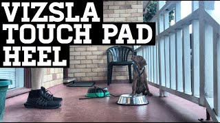 How To Train Your Vizsla Puppy Touch Pad Heel