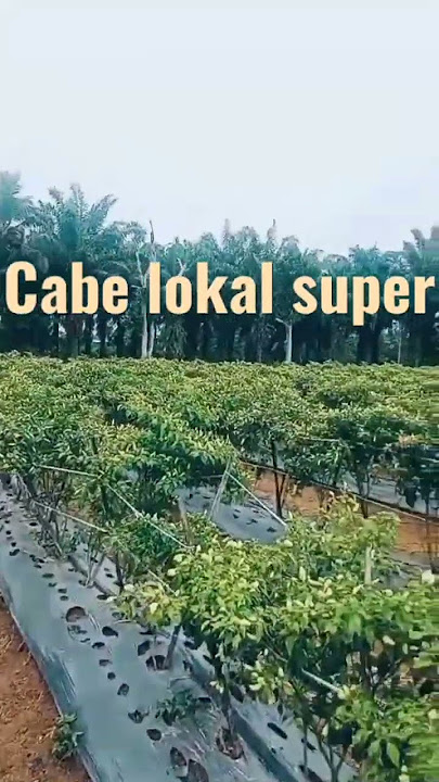 cabe Lampung