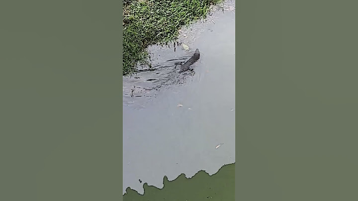 monitor lizard crawling and swimming