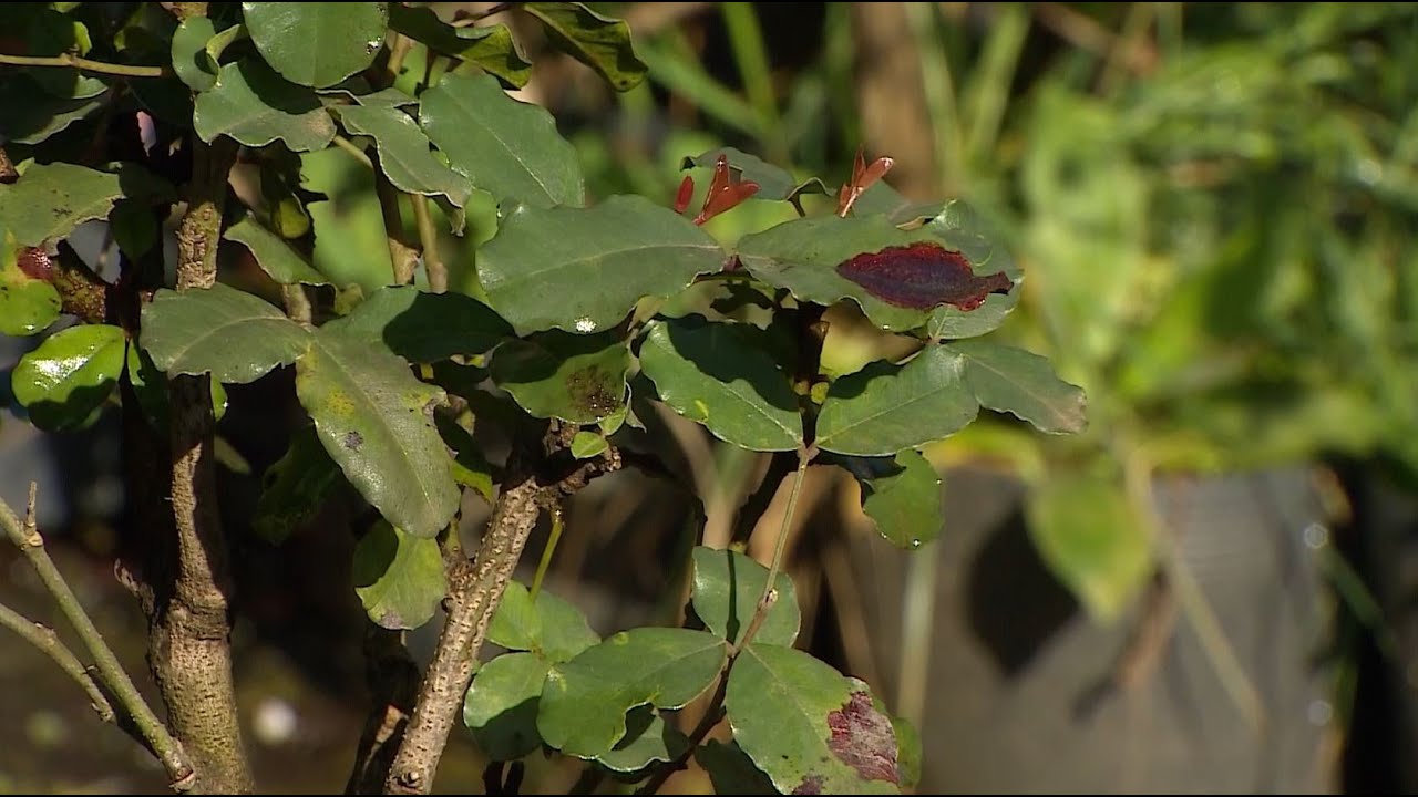 Pesquisadores da UFPR produzem as primeiras mudas de alfarroba do Brasil