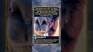 ALPACA HUMMING IS ADORABLE