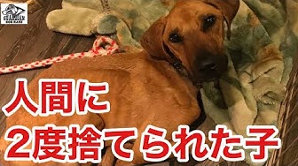 犬 神戸 保護