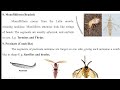 Modifications of Insect Antennae