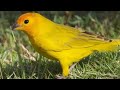 Canário da terra na natureza comendo semente nativa #canáriodaterra #aves #birds 