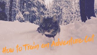 How to Train An Adventure Cat