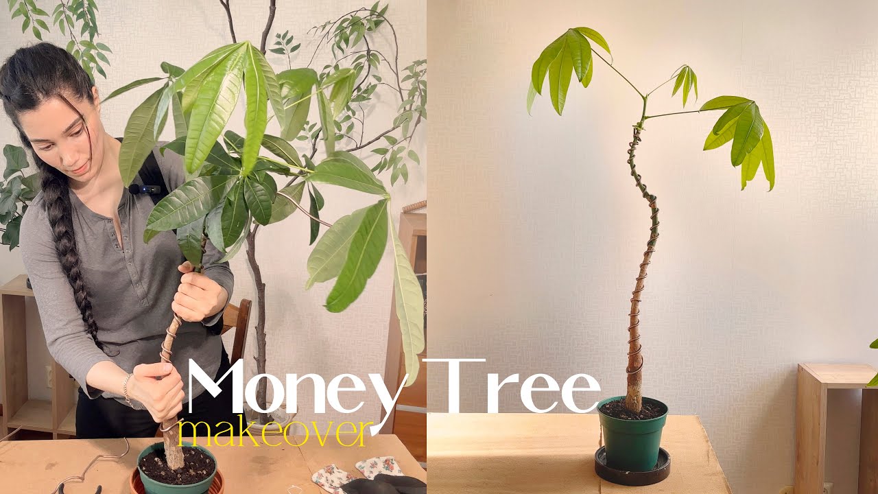 Trimming & Reshaping with Bonsai Wire, Transform Your Money Tree
