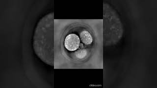 mouse embryo 3D reconstruction of refractive index