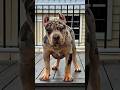 Dog evolution!!   #pitbull  x  #canecorso  x #kangal   #viral #dog #evolution #dangerius #shortvideo