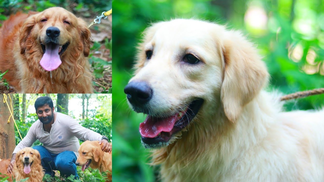 Golden Retriever നായ വളർത്തൽ Malayalam 2019 YouTube