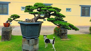 Tùng kim cương vườn Bonsai Tam Thắng tại TP Sa Đéc Đồng Tháp. gl Zalo_ 0777.895.919.