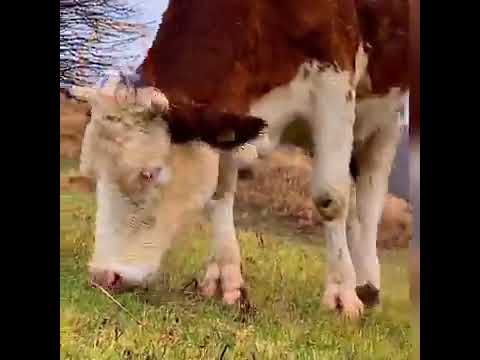 عشاق الطبيعة والهدوء جبال جرجرة الجزائرية